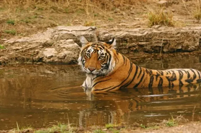 Framed Print : Royal Bengal Tiger in the jungle pond, Ranthambhor National Park, India Framed Print : Royal Bengal Tiger in the jungle pond, Ranthambhor National Park, India