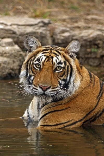 Royal Bengal Tiger in the jungle pond, Ranthambhor National Park, India