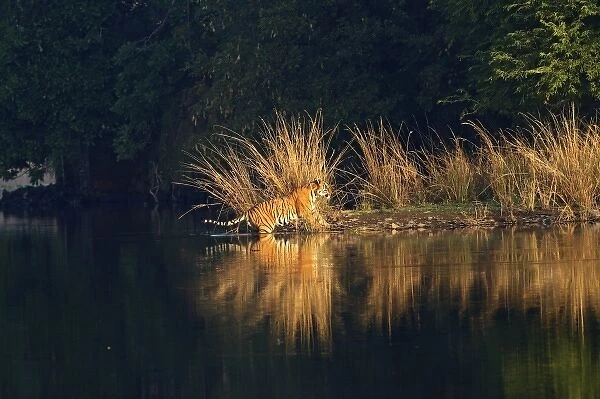 Royal Bengal Tiger in the Lake Rajbagh, Ranthambhor National Park, India