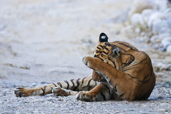 Royal Bengal Tiger (male) on the riverbed of Ramganga river, Corbett National Park