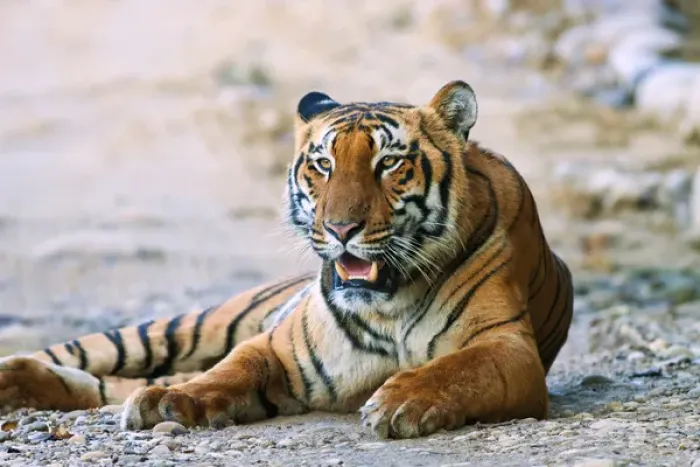 Framed Print : Royal Bengal Tiger (male) on the riverbed of Ramganga river, Corbett National Park Framed Print : Royal Bengal Tiger (male) on the riverbed of Ramganga river, Corbett National Park