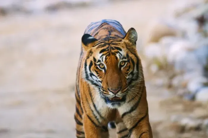 Framed Print : Royal Bengal Tiger (male) on the riverbed of Ramganga river, Corbett National Park Framed Print : Royal Bengal Tiger (male) on the riverbed of Ramganga river, Corbett National Park