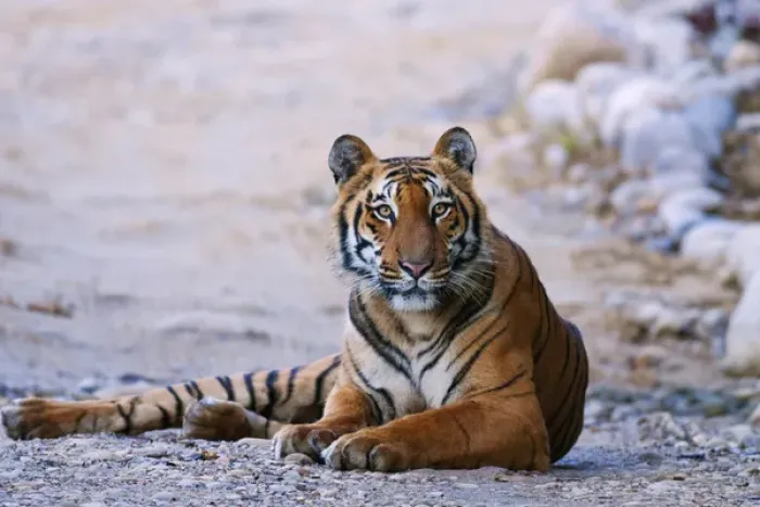 Framed Print : Royal Bengal Tiger (male) on the riverbed of Ramganga river, Corbett National Park Framed Print : Royal Bengal Tiger (male) on the riverbed of Ramganga river, Corbett National Park