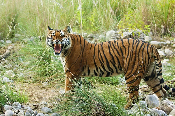 Royal Bengal Tiger (male) snarling, on the riverbed of Ramganga river