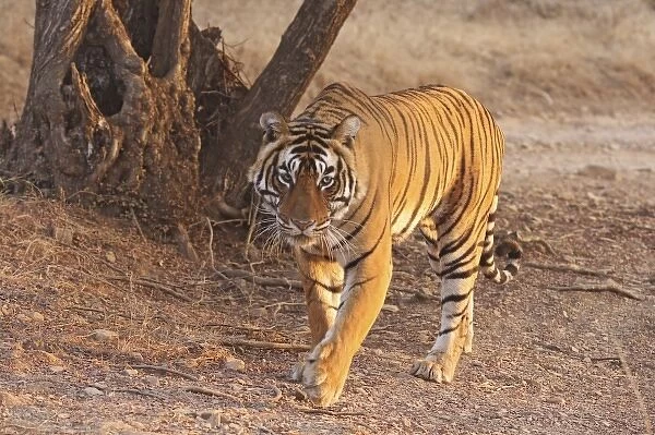 Royal Bengal Tiger on move, Ranthambhor National Park, India