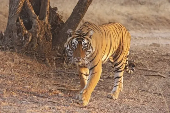 Framed Print : Royal Bengal Tiger on move, Ranthambhor National Park, India Framed Print : Royal Bengal Tiger on move, Ranthambhor National Park, India