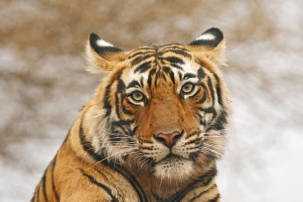 Royal Bengal Tiger - a portrait, Ranthambhor National Park, India
