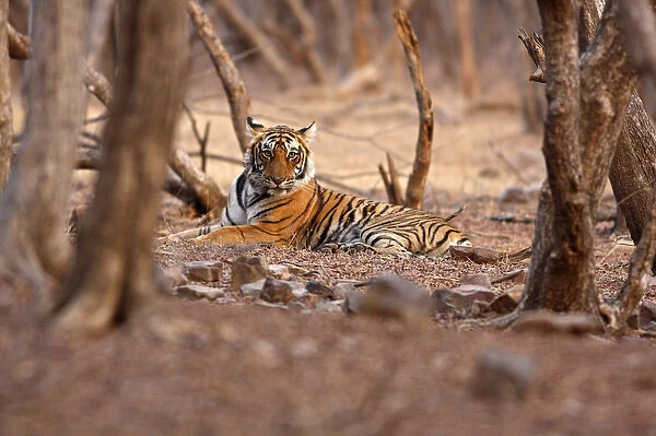 Royal Bengal Tiger Ranthambhor National Park, India