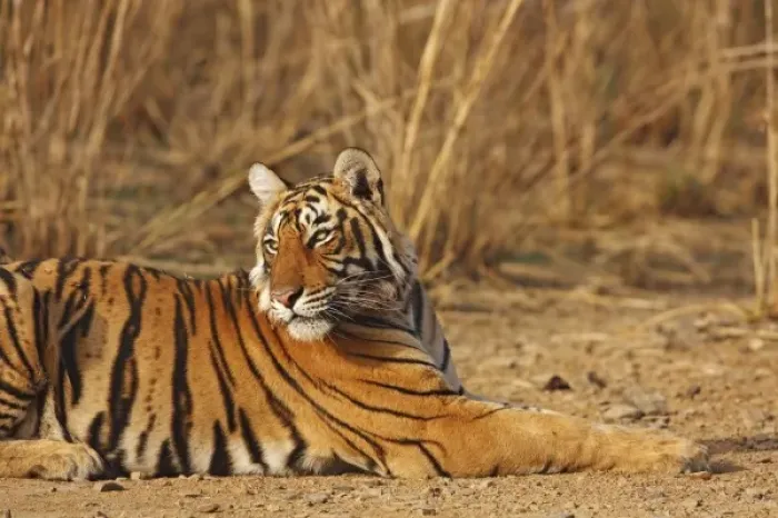 Framed Print : Royal Bengal Tiger, Ranthambhor National Park, India