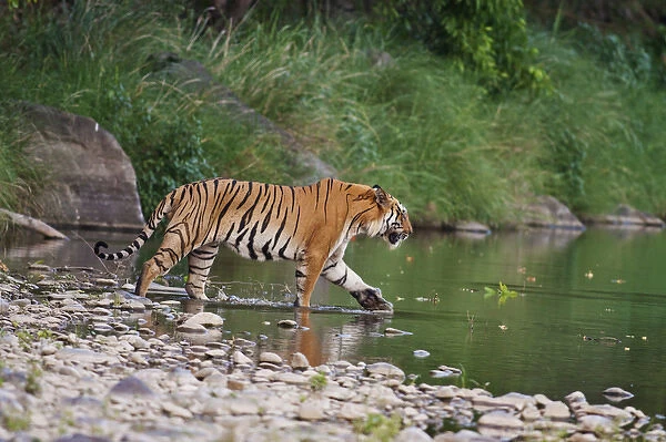 Royal Bengal Tiger, in the river Ramganga