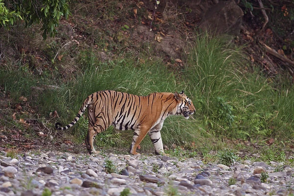 Royal Bengal Tiger on the riverbed of Ramganga river