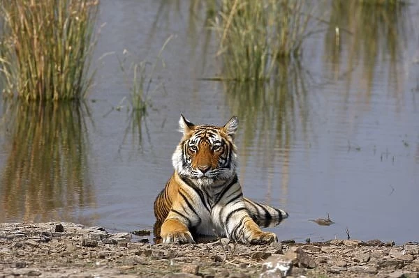 Royal Bengal Tiger sitting in the Rajbagh Lake, Ranthambhor National Park, India