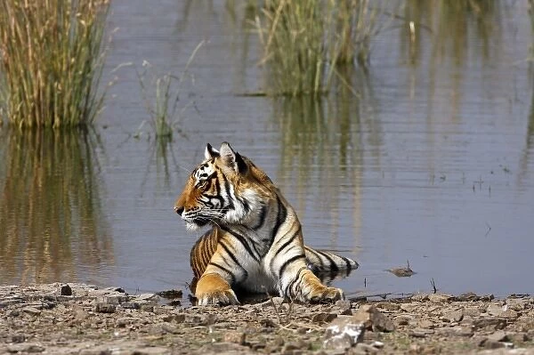 Royal Bengal Tiger sitting in the Rajbagh Lake, Ranthambhor National Park, India