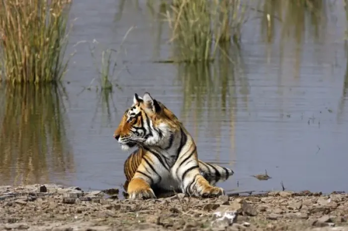 Framed Print : Royal Bengal Tiger sitting in the Rajbagh Lake, Ranthambhor National Park, India Framed Print : Royal Bengal Tiger sitting in the Rajbagh Lake, Ranthambhor National Park, India