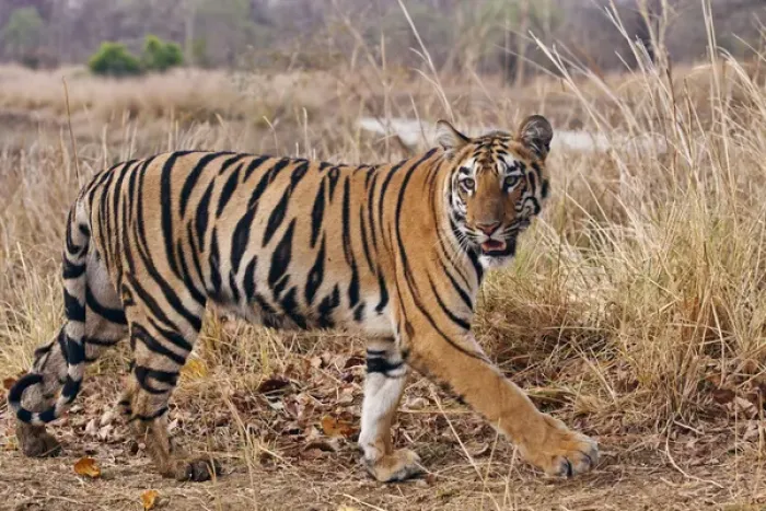 Framed Print : Royal Bengal Tiger, in the summer grassland, Tadoba Andheri Tiger Reserve, India Framed Print : Royal Bengal Tiger, in the summer grassland, Tadoba Andheri Tiger Reserve, India