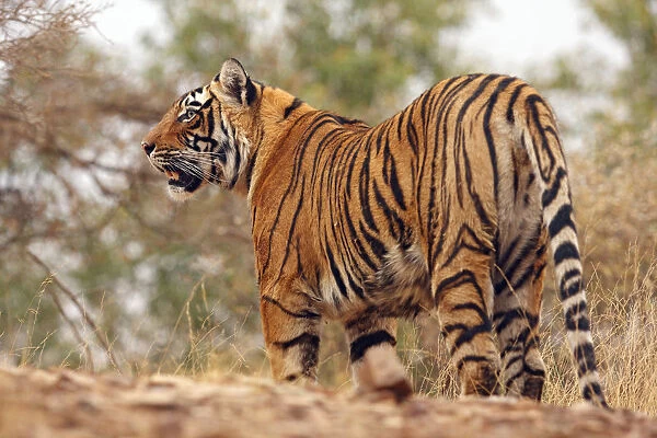 Royal Bengal Tiger on uphill, Ranthambhor National Park, India