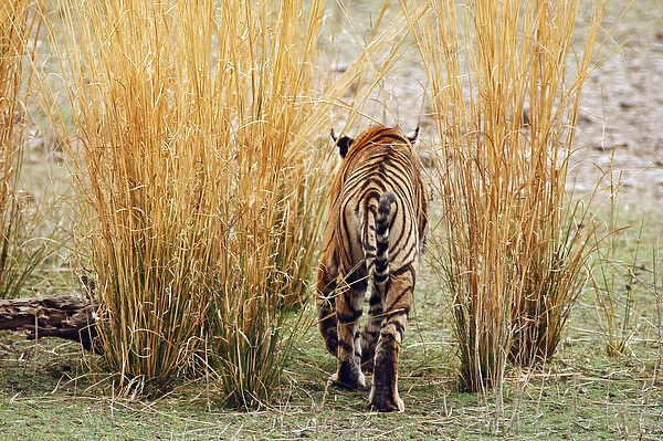 Royal Bengal Tiger out for a walk, Ranthambhor National Park, India