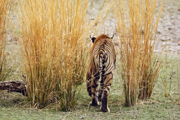 Framed Print : Royal Bengal Tiger out for a walk, Ranthambhor National Park, India Framed Print : Royal Bengal Tiger out for a walk, Ranthambhor National Park, India