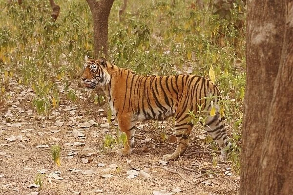 Royal Bengal Tiger walking around the bush, Ranthambhor National Park, India