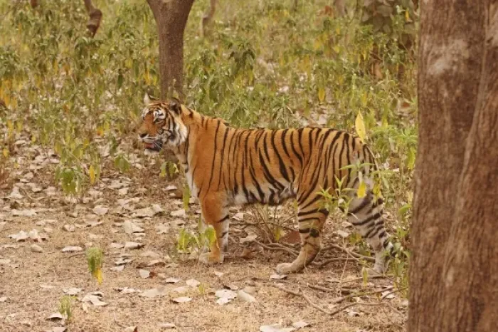Framed Print : Royal Bengal Tiger walking around the bush, Ranthambhor National Park, India Framed Print : Royal Bengal Tiger walking around the bush, Ranthambhor National Park, India