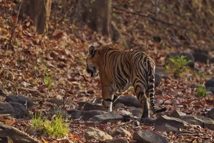 Framed Print : Royal Bengal Tiger, walking on the fallen leaves, Tadoba Andheri Tiger Reserve, India Framed Print : Royal Bengal Tiger, walking on the fallen leaves, Tadoba Andheri Tiger Reserve, India