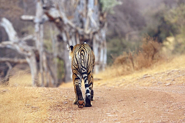 Royal Bengal Tiger walking around irs territory, Ranthambhor National Park, India