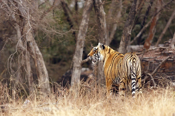 Royal Bengal Tiger walking around its territory, Ranthambhor National Park, India