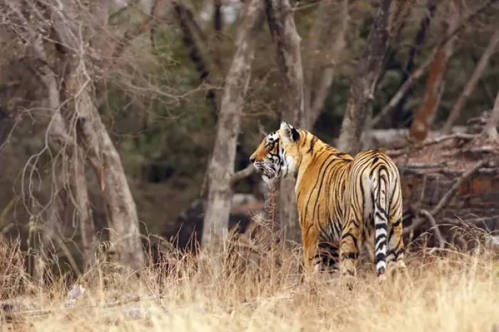 Framed Print : Royal Bengal Tiger walking around its territory, Ranthambhor National Park, India Framed Print : Royal Bengal Tiger walking around its territory, Ranthambhor National Park, India