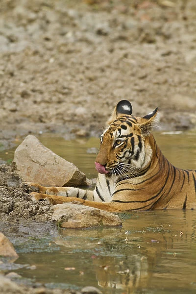 Royal Bengal Tiger at the waterhole, Tadoba Andheri Tiger Reserve