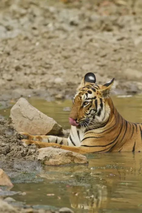 Framed Print : Royal Bengal Tiger at the waterhole, Tadoba Andheri Tiger Reserve