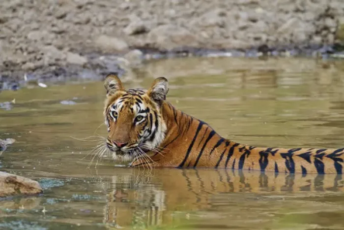 Framed Print : Royal Bengal Tiger at the waterhole, Tadoba Andheri Tiger Reserve Framed Print : Royal Bengal Tiger at the waterhole, Tadoba Andheri Tiger Reserve