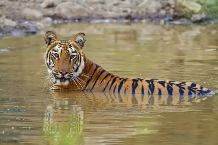 Framed Print : Royal Bengal Tiger at the waterhole, Tadoba Andheri Tiger Reserve Framed Print : Royal Bengal Tiger at the waterhole, Tadoba Andheri Tiger Reserve