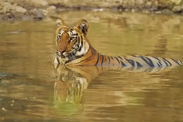 Framed Print : Royal Bengal Tiger at the waterhole, Tadoba Andheri Tiger Reserve Framed Print : Royal Bengal Tiger at the waterhole, Tadoba Andheri Tiger Reserve