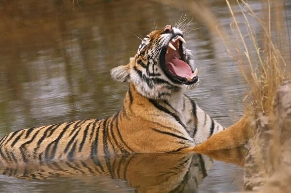 Royal Bengal Tiger yawning in the jungle pond, Ranthambhor National Park, India