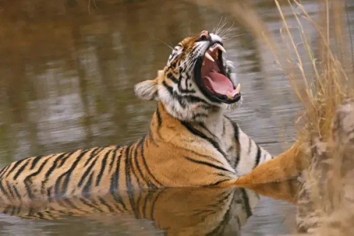 Framed Print : Royal Bengal Tiger yawning in the jungle pond, Ranthambhor National Park, India Framed Print : Royal Bengal Tiger yawning in the jungle pond, Ranthambhor National Park, India