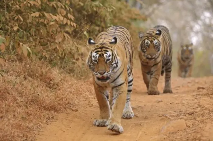 Framed Print : Royal Bengal Tigers