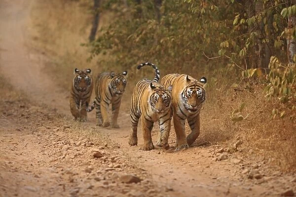 Royal Bengal Tigers on the move, Ranthambhor National Park, India