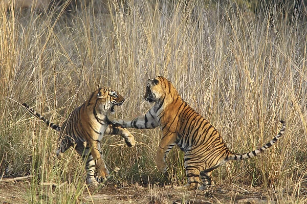 Royal Bengal Tigers play - fighting, Ranthambhor National Park, India