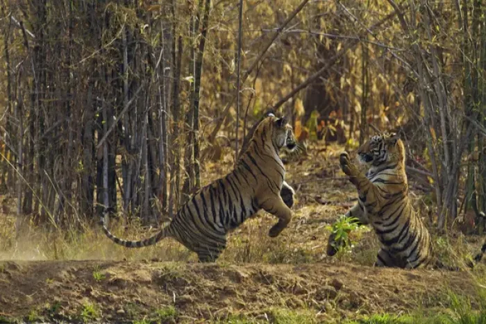 Framed Print : Royal Bengal Tigers, play fighting; Tadoba Andheri Tiger Reserve, India