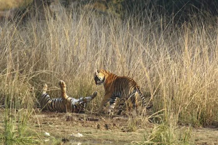 Framed Print : Royal Bengal Tigers playing, Ranthambhor National Park, India Framed Print : Royal Bengal Tigers playing, Ranthambhor National Park, India