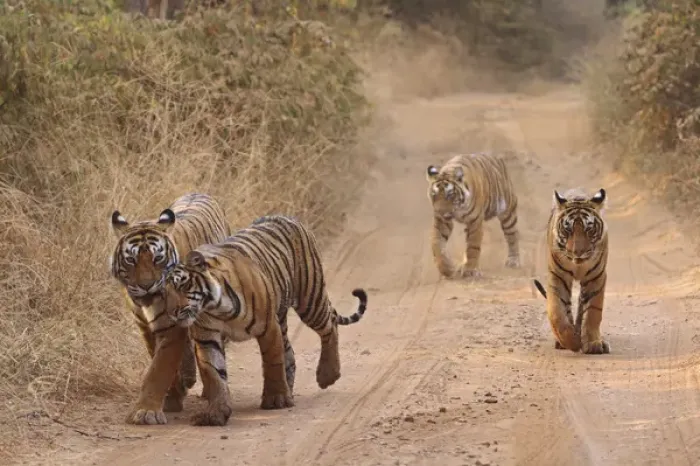 Framed Print : Royal Bengal Tigers on the track, Ranthambhor National Park, India Framed Print : Royal Bengal Tigers on the track, Ranthambhor National Park, India