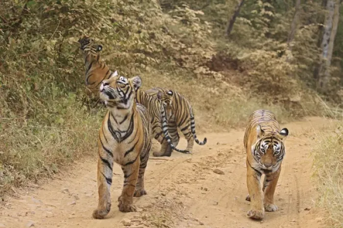 Framed Print : Royal Bengal Tigers on the track, Ranthambhor National Park, India Framed Print : Royal Bengal Tigers on the track, Ranthambhor National Park, India