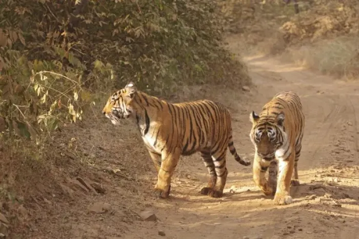 Framed Print : Royal Bengal Tigers on the track, Ranthambhor National Park, India Framed Print : Royal Bengal Tigers on the track, Ranthambhor National Park, India
