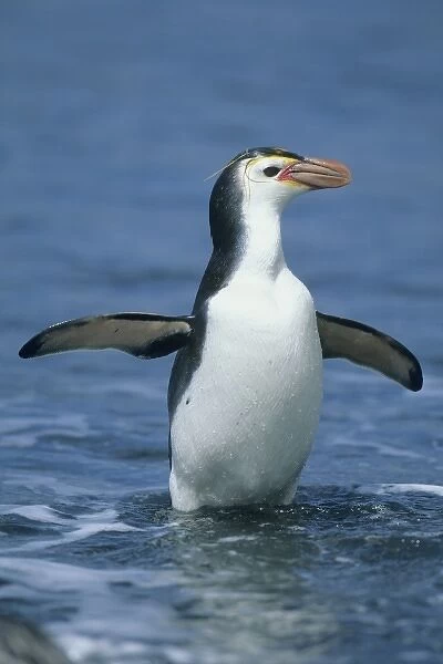 Royal Penguin, (Eudyptes schlegeli) returning from sea, Macquarie Island, Australian sub-Antarctic