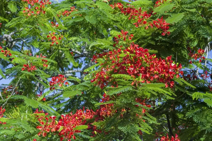 Framed Print : Royal Poinciana tree produces beautiful red flowers Framed Print : Royal Poinciana tree produces beautiful red flowers