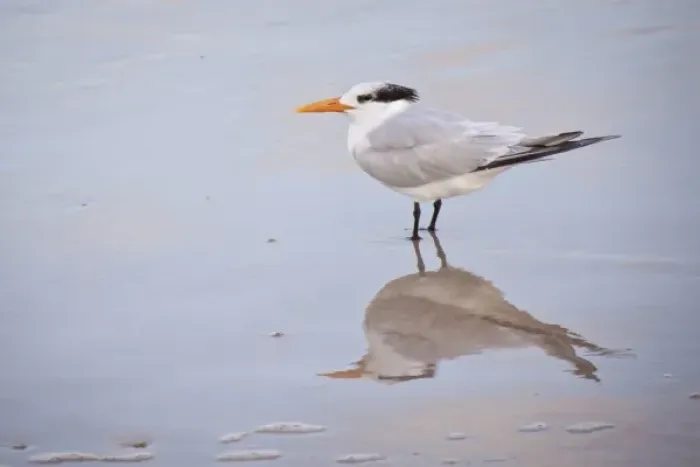 Framed Print : Royal tern, Atlantic Ocean beach, Daytona Beach, FL