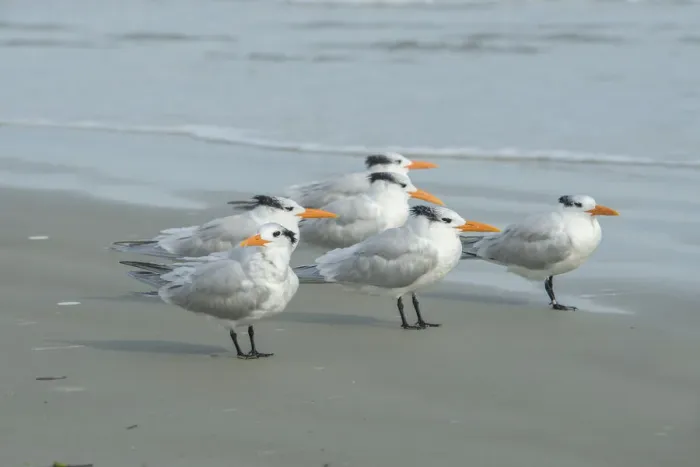 Framed Print : Royal Tern, New Smyrna Beach, Florida, USA Framed Print : Royal Tern, New Smyrna Beach, Florida, USA