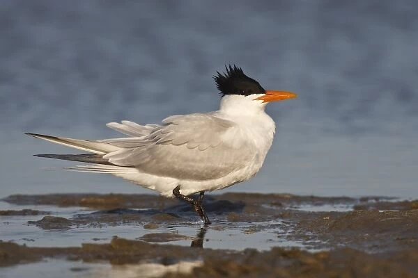 Royal Tern (Sterna maxima) adult in breeding plumage on the Laguna Madre at South Padre Island