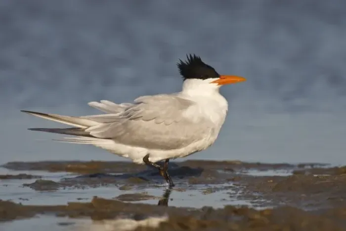 Framed Print : Royal Tern (Sterna maxima) adult in breeding plumage on the Laguna Madre at South Padre Island Framed Print : Royal Tern (Sterna maxima) adult in breeding plumage on the Laguna Madre at South Padre Island
