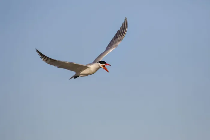 Framed Print : Royal Tern (Sterna maxima) adult flying Framed Print : Royal Tern (Sterna maxima) adult flying